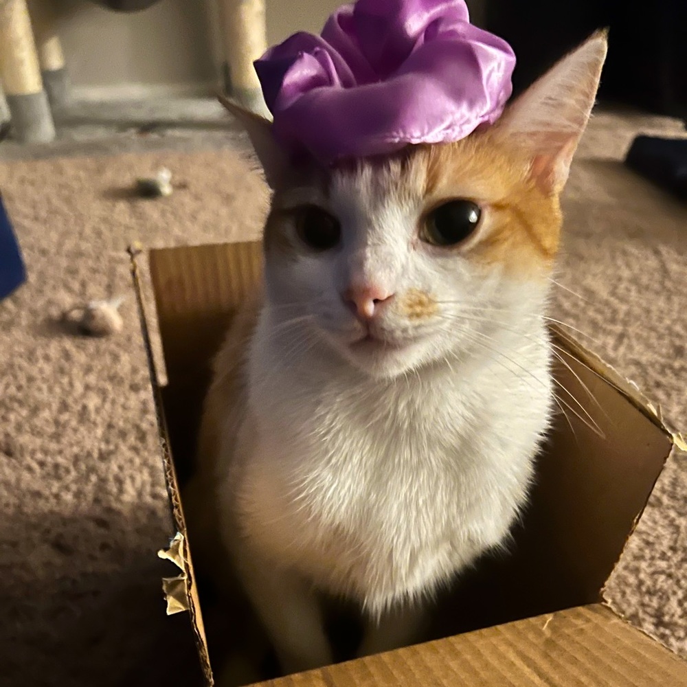 Meet your Posher, Nyjah